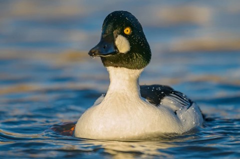 Common Goldeneye (Bucephala clangula) male, Arizona, USA