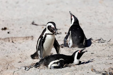 African penguin (Spheniscus demersus), adult, male, female, pair, on nest, nesting material, gift,