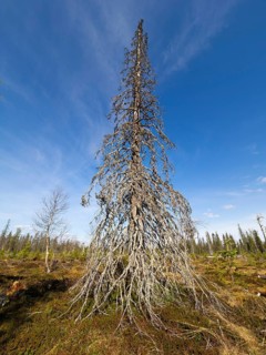 Norway Spruce (picea abies) dead tree among open forestry, May, Finnish Lapland