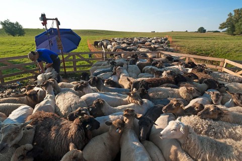 Sheep (Ovis) being shorn in the pasture in a farm, Mecklenburg-Vorpommern, Germany