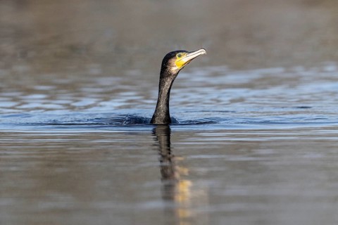 Cormorant (Phalacrocorax carbo), Emsland, Lower Saxony, Germany