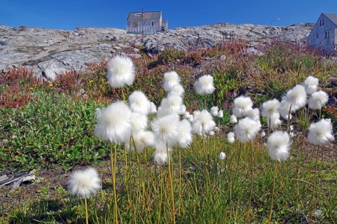 Landscape with white cottongrass flowers in front of huts, Tiniteqilaaq, Tasilaq, Arctic,