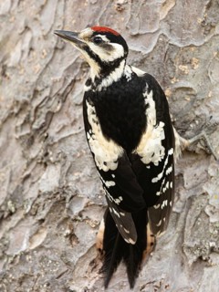 Great Spotted Woodpecker (Dendrocopos major) juvenile, Smaland, Sweden