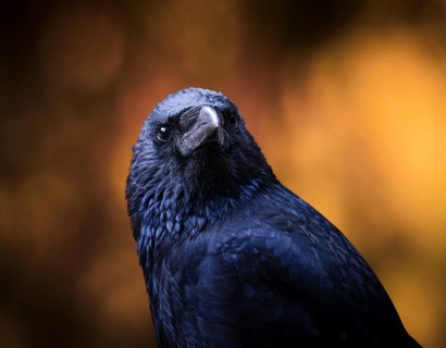 Raven crow (Corvus corone) in portrait, Canton Graubünden, Switzerland