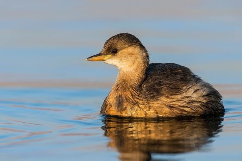 Little Grebe (Tachybaptus ruficollis), Eilat, Israel