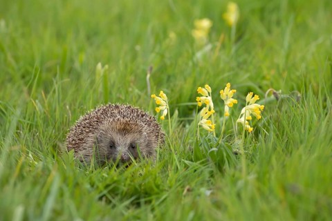 European hedgehog (Erinaceus europaeus) adult animal on a garden grass lawn with Cowslip flowers in