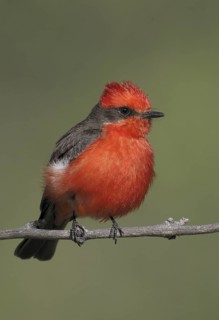 Vermilion Flycatcher (Pyrocephalus rubinus), Arizona, USA
