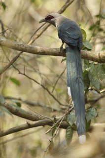 Green-billed Malkoha (Phaenicophaeus tristis), Kaeng Krachan, Thailand