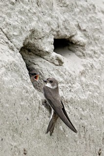 Sand martin (Riparia riparia), feeding its chicks, Reussegg nature reserve, Canton Aargau,