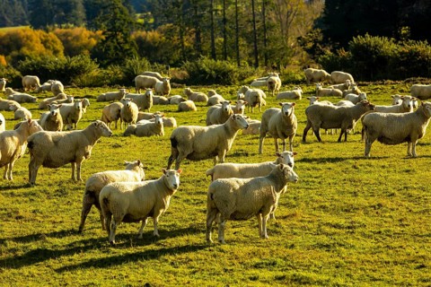 A serene autumn landscape on Mount Cook, New Zealand, showcasing a peaceful flock of sheep grazing