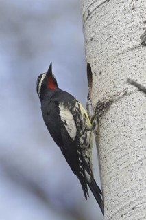Williamson's Sapsucker (Sphyrapicus thyroideus) male, British Columbia, Canada