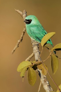 Swallow Tanager (Tersina viridis) perched on a branch in the Pantanal region of Brazil