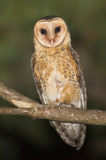 Australian Masked Owl (Tyto novaehollandiae), New South Wales, Australia