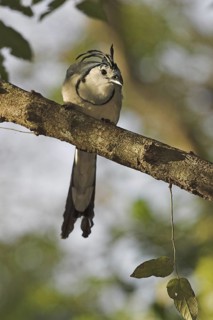 White-throated Magpie-jay (Calocitta formosa), Costa Rica