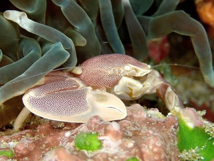 Spotted porcelain crayfish (Neopetrolisthes maculatus)