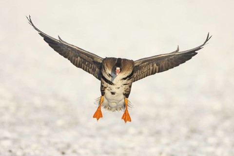 Greater White-fronted Goose (Anser albifrons) flying, North Rhine-Westphalia, Germany