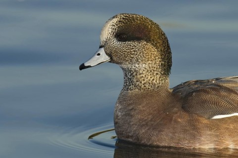 American Wigeon (Mareca americana) male, Arizona, USA