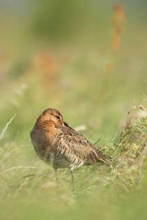 Black-tailed Godwit (Limosa limosa) male, Texel, Netherlands