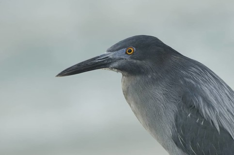 Lava Heron (Butorides sundevalli), Galapagos, Ecuador
