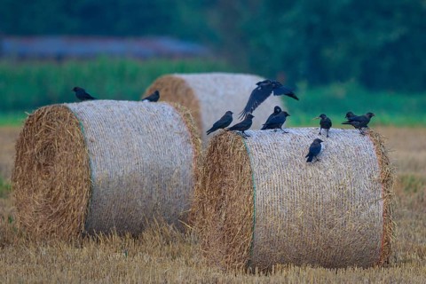 Western Jackdaw (Coloeus monedula) group resting on staw bale, North Rhine-Westphalia, Germany