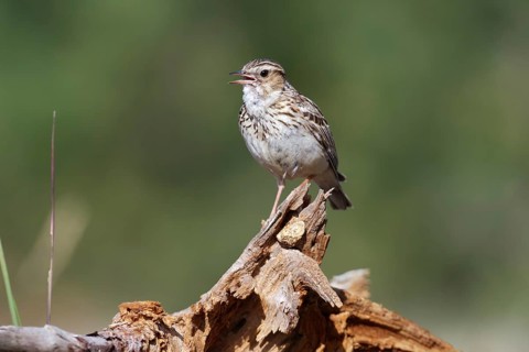 Woodlark (Lullula arborea) singing, Brandenburg, Germany