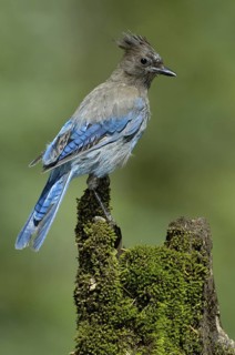 Steller's Jay (Cyanocitta stelleri), Alaska, USA