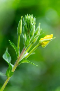 Common evening primrose (Oenothera biennis), inflorescence