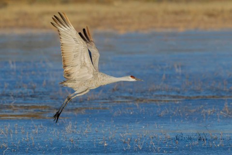 Sandhill Crane Grus canadensis tabida Bosque del Apache National Wildlife Refuge, New Mexico,