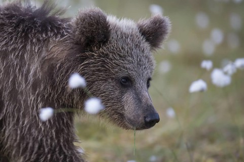 Eurasian Brown Bear (Ursus arctos) cub close-up and portrait in white cottongrass, Finland