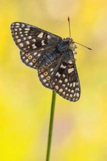 Die alpine Form des Skabiosen-Scheckenfalter (Euphydryas aurinia debilis) aus dem Wallis, Schweiz,
