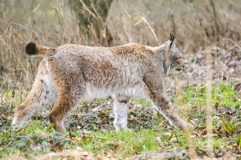 Eurasian lynx (Lynx lynx) in a forest, captive, Bavaria, Germany