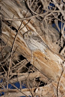 Pallid Scops Owl (Otus brucei), Turkey