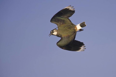 Northern Lapwing (Vanellus vanellus) flying, Lower Saxony, Germany