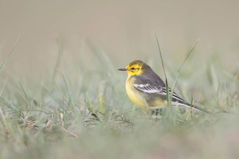 Citrine Wagtail - Zitronenstelze - Motacilla citreola ssp. calcarata, Kyrgyzstan, adult female
