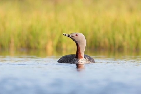Red-throated Loon (Gavia stellata), Floi, Iceland