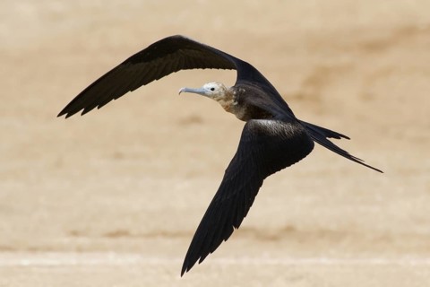 Christmas Frigatebird (Fregata andrewsi) juvenile flying, Christmas Island, Australia