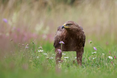Lesser Spotted Eagle (Clanga pomarina) on grassland, Poland