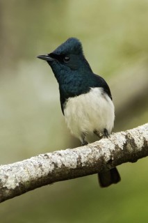 Satin Flycatcher (Myiagra cyanoleuca) male, Tasmania, Australia