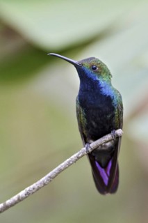 Black-throated Mango (Anthracothorax nigricollis), Trinidad and Tobago