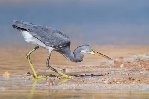 Western Reef Heron (Egretta gularis), Eilat, Israel