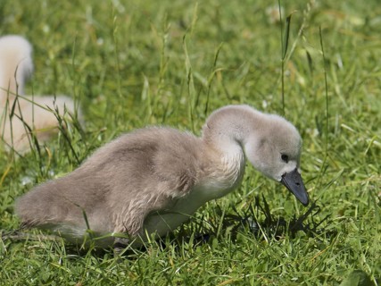 Mute swan (Cygnus olor)