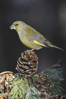 European Greenfinch (Chloris chloris), Lower Saxony, Germany