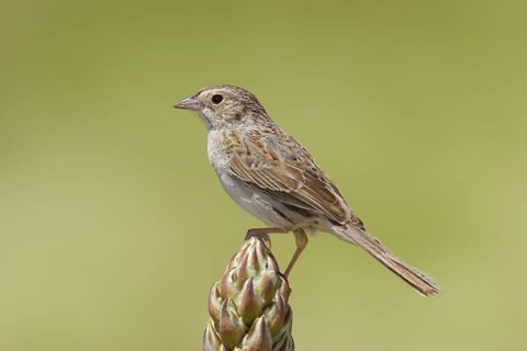 Cassin's Sparrow Aimophila cassinii Milnesand, New Mexico, United States 12 May Adult Emberizidae
