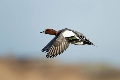 Euasian wigeon duck (Anas penelope) adult male bird in flight in winter, RSPB Frampton marsh nature