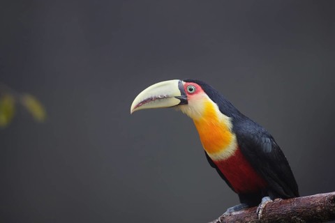 Green-billed Toucan (Ramphastos dicolorus) perched on a branch, Atlantic rainforest, Brazil