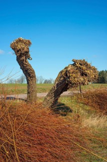Twigs of newly pruned willow trees (Salix) in Ystad municipality, Skåne county, Sweden, Scandinavia