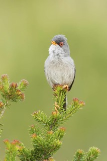 Balearic Warbler (Sylvia balearica) male singing, Mallorca, Spain