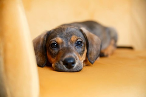 An adorable Dachshund puppy rests on a yellow couch, gazing into the camera with expressive eyes,
