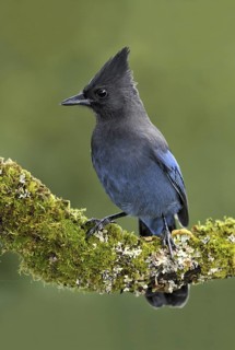 Steller's Jay (Cyanocitta stelleri), British Columbia, Canada