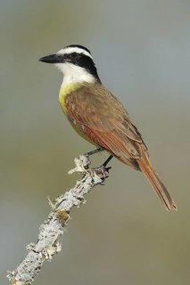 Great Kiskadee (Pitangus sulphuratus), Texas, USA